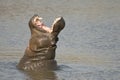 Large female Hippo displaying teeth