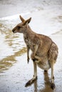 A large female kangaroo. Australia national park.