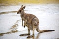 A large female kangaroo. Australia national park.