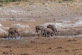 Large female kudu, Tragelaphus strepsiceros drinking at a waterhole in Khaudum National Park, Namibia Royalty Free Stock Photo