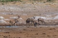 Large female kudu, Tragelaphus strepsiceros drinking at a waterhole in Khaudum National Park, Namibia Royalty Free Stock Photo