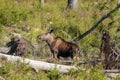 Large female moose standing in a deforestation area in Sweden Royalty Free Stock Photo