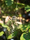 Large female orb-weaver Wasp spider, Argiope bruennichi in web. Huge swollen abdomen.