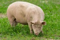 Large female pig grazing freely in a fresh green summer field
