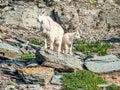 Large Female Rocky Mountain Goat With Kid