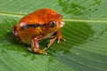 Tomato Frog Royalty Free Stock Photo