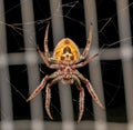 Large female Tropical orb weaver spider Eriophora ravilla in her web - under side view Royalty Free Stock Photo