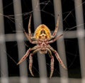 Large female Tropical orb weaver spider Eriophora ravilla Royalty Free Stock Photo