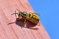 Large female wasp sits on a wooden board