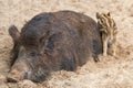 A large female wild boar with offspring sleeps comfortably in the mud Royalty Free Stock Photo