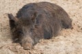 A large female wild boar sleeps comfortably in the mud Royalty Free Stock Photo