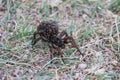 A large female wolf spider carries offspring on her back. Royalty Free Stock Photo