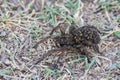 A large female wolf spider carries offspring on her back. Royalty Free Stock Photo