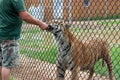 Worker holding out meat at feeding time with tiger on other side of fence, The Wild Animal Park, Chittenango, New York, 2018 Royalty Free Stock Photo