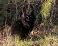 A large feral black cat in the woods