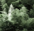 Large fern growing in a forest, duotone.