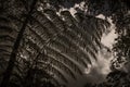 Large fern leaf detail monochrome