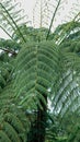 Large fern tree on the edge of the lake