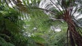 a large fern tree seen from below