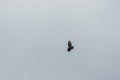 Large ferruginous hawk in flight with blue sky background, Plana mountain Royalty Free Stock Photo