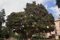 Large Ficus del Parterre, ficus macrophylla or Moreton Bay Fig in Valencia (Spain Royalty Free Stock Photo