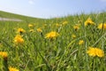 A large field with beautiful blooming yellow dandelions Royalty Free Stock Photo