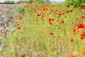 Large field with beautiful red poppies. Summer landscape with flowers. Red flowers. Red poppy buds. Meadow with poppy flowers. Royalty Free Stock Photo