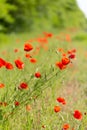 Large field with beautiful red poppies. Summer landscape with flowers. Red flowers. Red poppy buds. Meadow with poppy flowers. Royalty Free Stock Photo