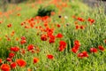 Large field with beautiful red poppies. Summer landscape with flowers. Red flowers. Red poppy buds. Meadow with poppy flowers. Royalty Free Stock Photo