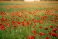 Large field with beautiful red poppies. Summer landscape with flowers. Red flowers. Red poppy buds. Meadow with poppy flowers. Royalty Free Stock Photo