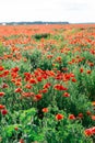 Large field with beautiful red poppies. Summer landscape with flowers. Red flowers. Red poppy buds. Meadow with poppy flowers. Royalty Free Stock Photo