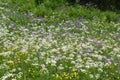 Field of wildflowers in summer