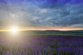 large field of blooming lavender