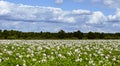 large field of blooming potatoes