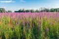 Large field with bright flowering Purple Loosestrife Royalty Free Stock Photo