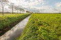 Large field with Celeriac plants