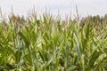 Large field of corn