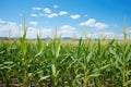 large field of corn with ripe yellow ears