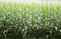 A large field of corn that is about to ripen.