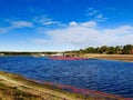 A large field of cranberries bogs