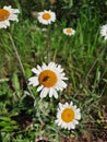 Large field daisies and bug Royalty Free Stock Photo