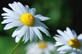 Large field Daisy close up