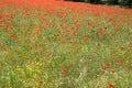 Large field of several thousand flowering poppies