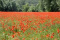 Large field of several thousand flowering poppies