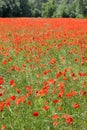 Large field of several thousand flowering poppies