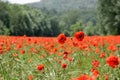 Large field of several thousand flowering poppies