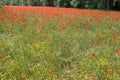 Large field of several thousand flowering poppies