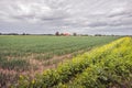 Large field with freshly sown onions and a flowering field edge