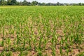 Large field full of small corn plants in long rows Royalty Free Stock Photo