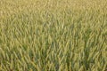 Large field- full of wheat, close-up Royalty Free Stock Photo